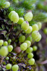 Asterella palmeri