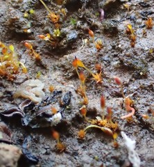 Microbryum starckeanum