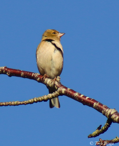 Common Chaffinch