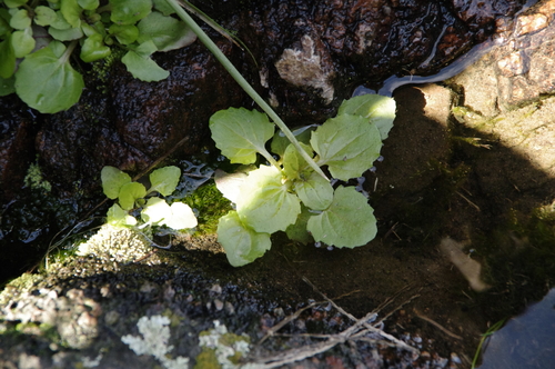 Image of Erythranthe inamoena by (c) Eric Knight, some rights reserved (CC BY)