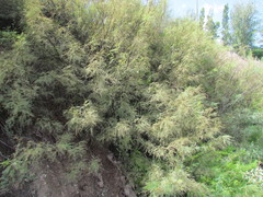 Prosopis flexuosa