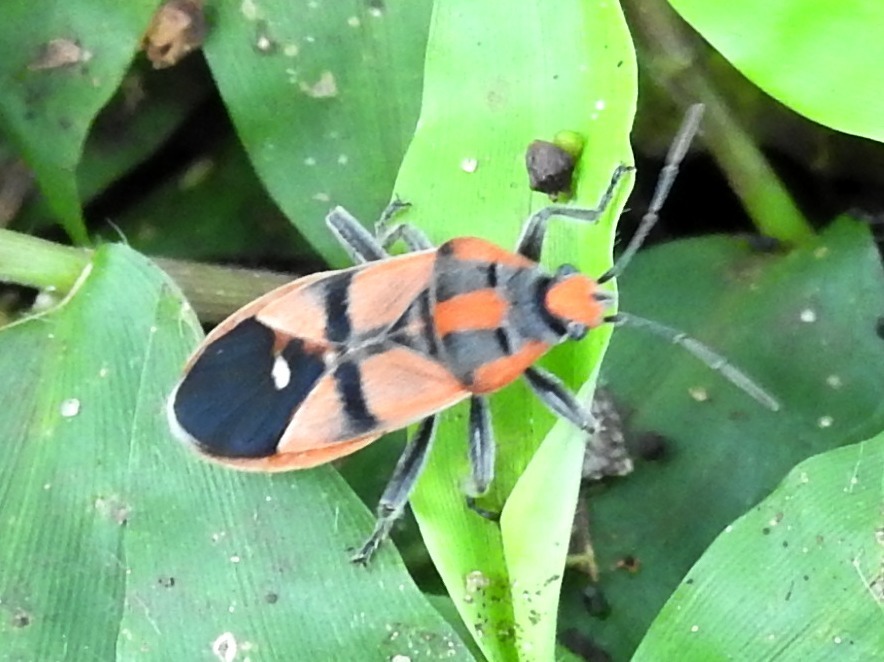 Graptostethus grandis