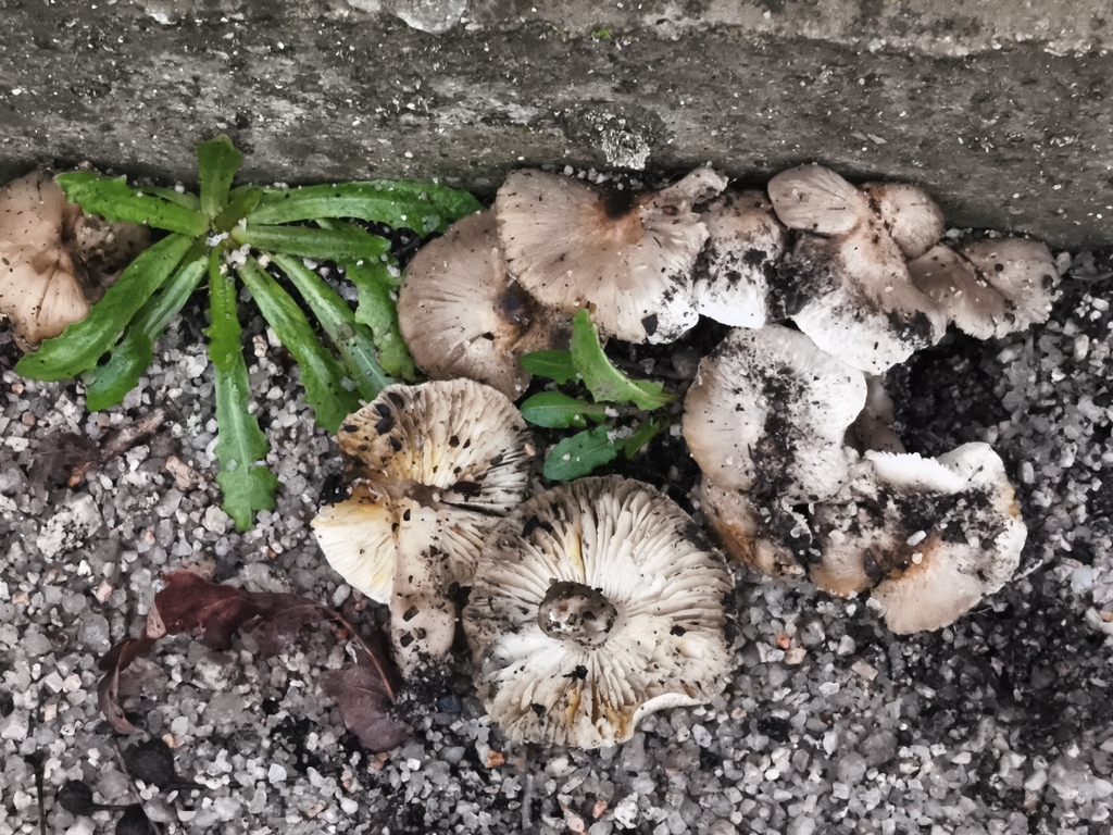 Tricholoma scalpturatum · February 2026 · photo: © jose_castro (iNaturalist, CC)