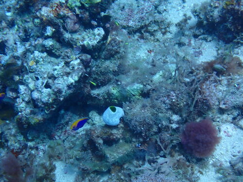 Centropyge acanthops observed 2025-12-20