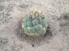 Coryphantha poselgeriana