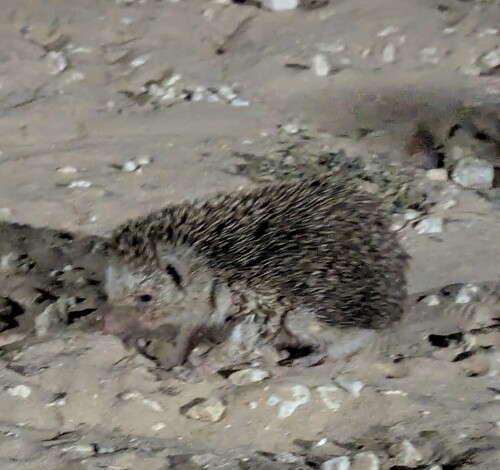Four-toed Hedgehog