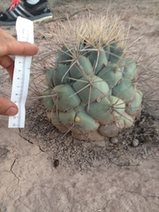 Coryphantha poselgeriana