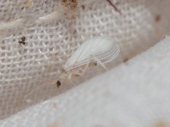 Coniopteryx