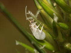 Coniopteryx