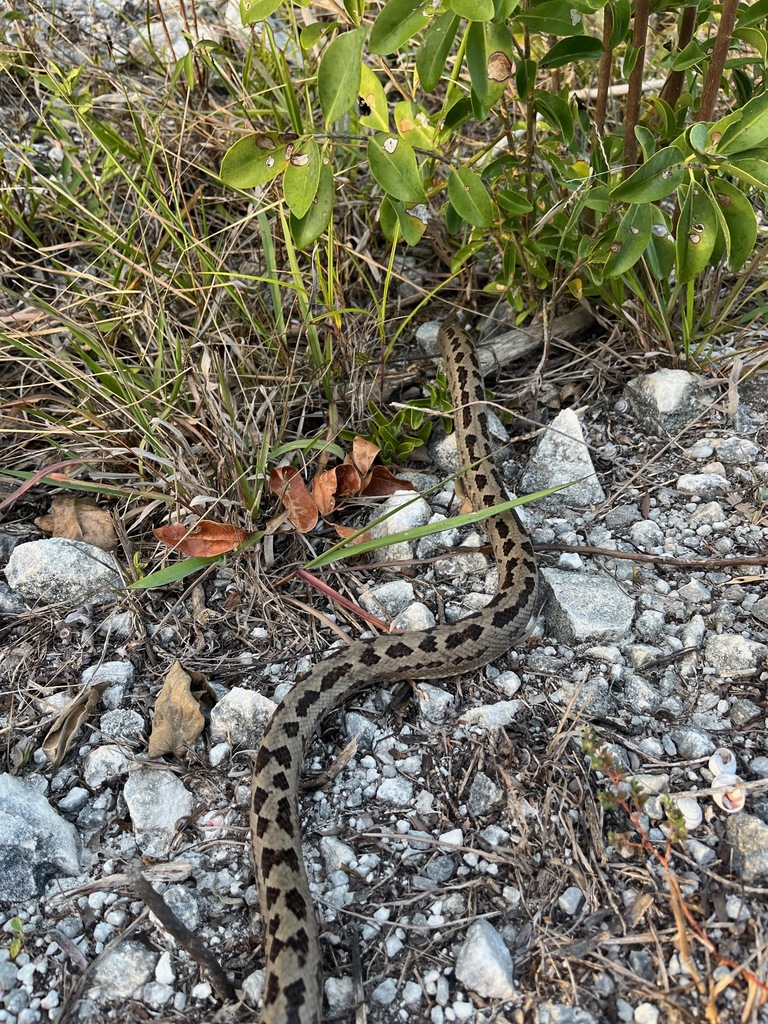 Southern Bahamas Boa