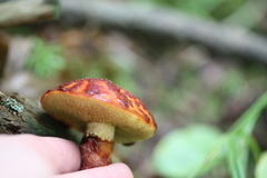 Suillus spectabilis