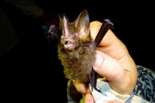 Keenan's Hairy-nosed Bat