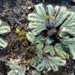 Riccia trichocarpa - Photo (c) dlbowls, algunos derechos reservados (CC BY-NC), subido por dlbowls