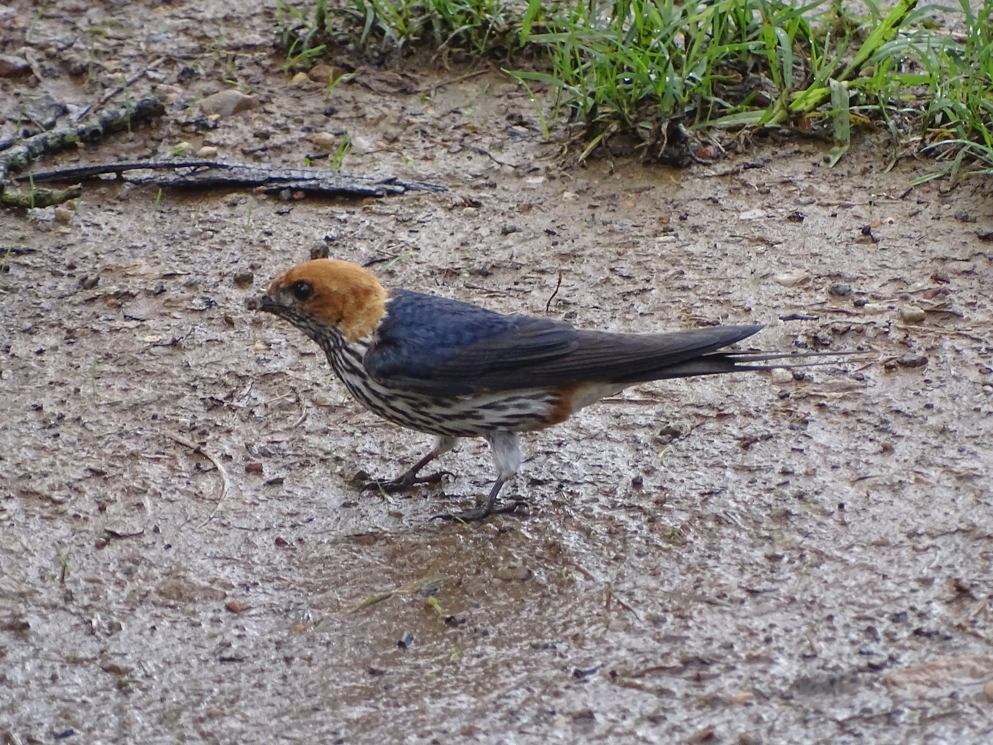 Lesser Striped Swallow (Cecropis abyssinica), photo 4