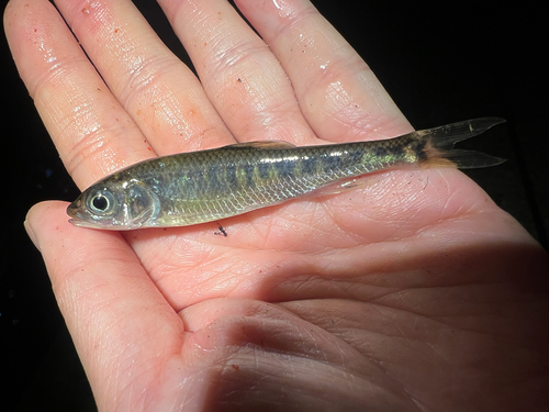 Longfin Horse-Mouth