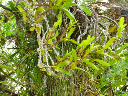 Maxillaria lutescens