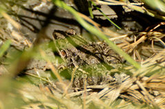 Leptodactylus latinasus