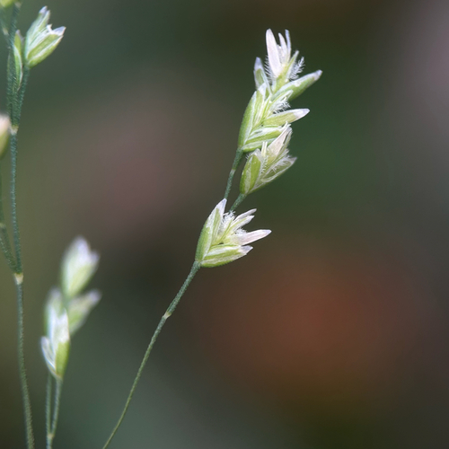 Poa acroleuca iNat (1)