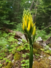 Gavilea lutea