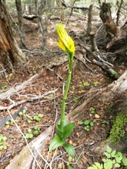 Gavilea lutea