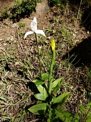 Gavilea lutea