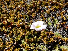 Oxalis enneaphylla