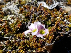Oxalis enneaphylla