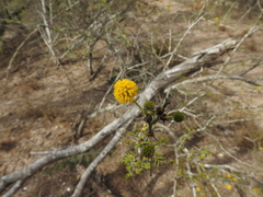 Vachellia schaffneri bravoensis