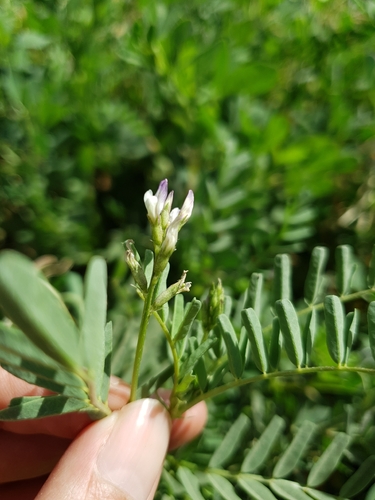 Milk Vetch (Astragalus crenatus)