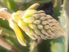 Gasteria carinata verrucosa