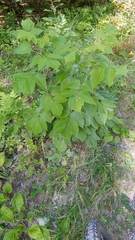 Acer negundo violaceum