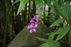 Epidendrum nanegalense