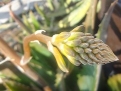 Gasteria carinata verrucosa