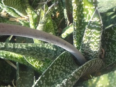 Gasteria carinata verrucosa