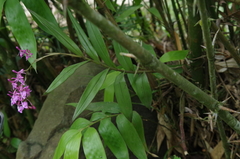 Epidendrum nanegalense