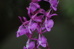 Epidendrum nanegalense