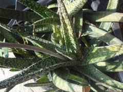 Gasteria carinata verrucosa