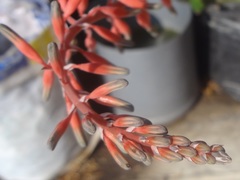 Gasteria carinata verrucosa