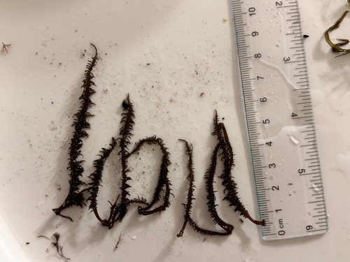 Mazzaella leptorhynchos observed 2026-02-14