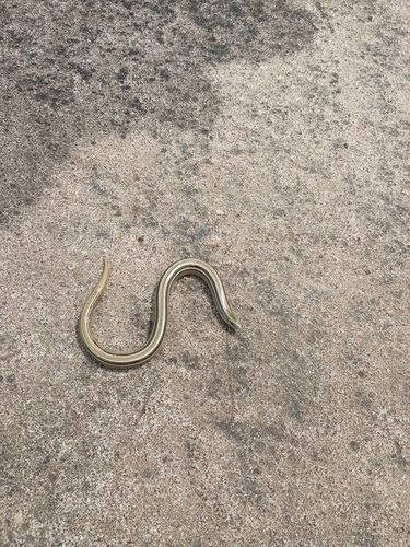 Jointed Worm Lizard
