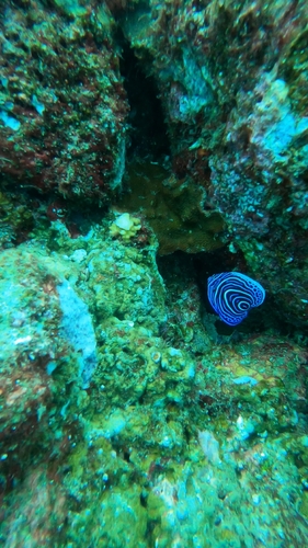 Pomacanthus imperator