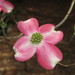 Pink Flowering Dogwood - Photo (c) Sarah-Mae Nelson, some rights reserved (CC BY-NC-SA), uploaded by Sarah-Mae Nelson