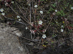 Mononeuria uniflora