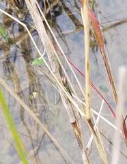 Orchelimum concinnum