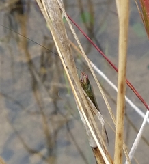 Orchelimum concinnum