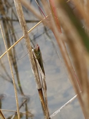Orchelimum concinnum