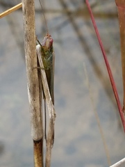 Orchelimum concinnum