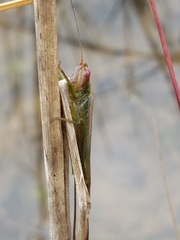 Orchelimum concinnum