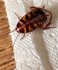 Periplaneta australasiae