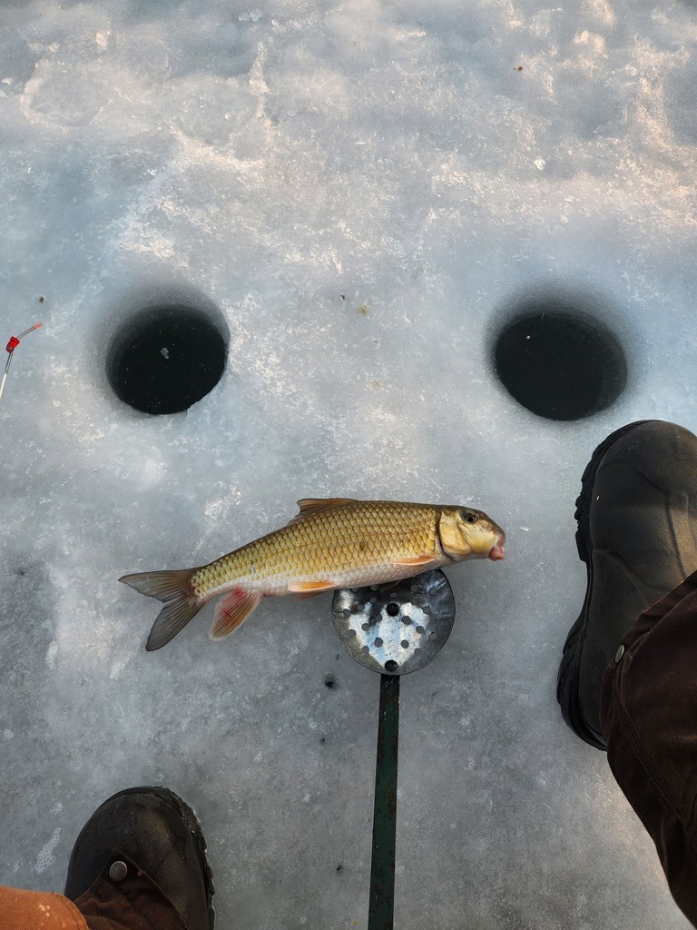 Golden redhorse (Moxostoma erythrurum) — Catostomidae